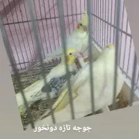 فقط طوطی سانان عروس ملنگو برزیلی کاسکو و...|پرنده|ملارد, |دیوار