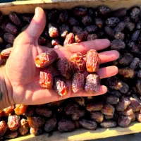 خرما بریم لوکس آلوچه و آدامسی|خوردنی و آشامیدنی|رشت, کوی فرهنگیان|دیوار