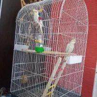 جفت عروس هلندی