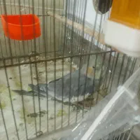 یک عدد عروس هلندی