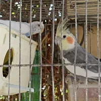 عروس هلندی و مرغ عشق