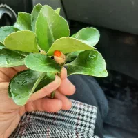 سلام ی لنگه گوشواره گم کردم