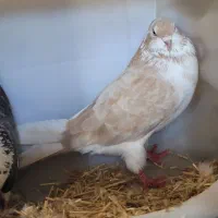 کبوترمست نرماده دوبال و سرخ جفت