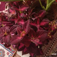 گل‌و‌گیاه‌طبیعی‌