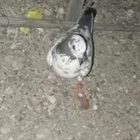 کفتر|پرنده|رودخانه, |دیوار