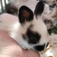 بچه خرگوشهای ناز گوگولی تمیز