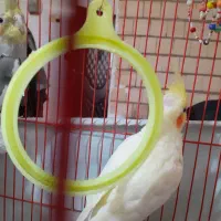 یه جفت عروس هلندی نر و ماده|پرنده|رشت, ولکس|دیوار