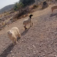 یک عددقوچ یک عددمیش جوان