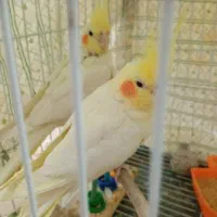 عروس هلندی لوتینو