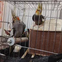 فروش عروس هلندی مولد یا تعویض با شاه طوطی نر