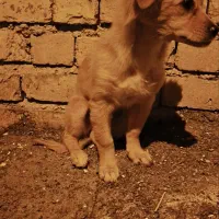 سگ پامر 6ماهه|سگ|ابریشم, |دیوار