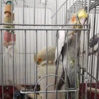 عروس هلندی نر و ماده|پرنده|شیرگاه, |دیوار