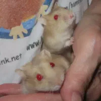 همستر ناز خوشرنگ|موش و خرگوش|محمدشهر, همایون ویلا|دیوار