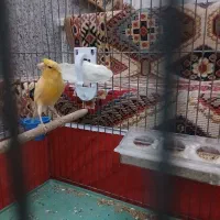 قناری نر جوان آماده و مست