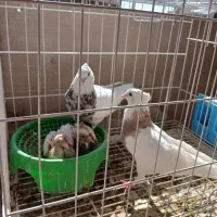 کبوتر طوقی|پرنده|برازجان, |دیوار