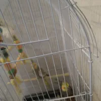 عروس هلندی