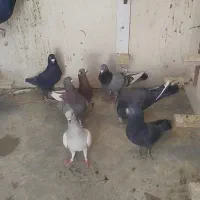 کبوتر سوراخ|پرنده|ماهان, |دیوار