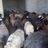 فروش میش داشتی|حیوانات مزرعه|مهدی شهر, |دیوار