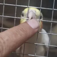 عروس هلندی لوتینو چهار تا جوانه|پرنده|زابل, |دیوار