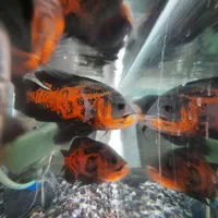 ماهی اسکار سلطنتی رد.حلزون سیب.|ماهی|کاشان, دانش|دیوار