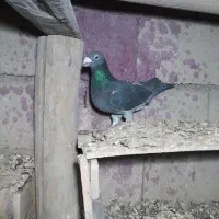 نر چاپی. ککیلی نروماده با جوجه هاش.آلامزک ماده چاپ|پرنده|اردبیل, |دیوار