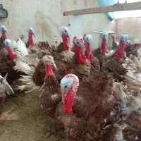 بوقلمون بوربون|حیوانات مزرعه|تهران, افسریه شمالی|دیوار