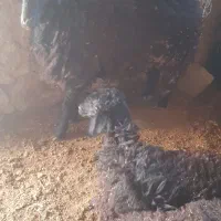 بره نر چاق