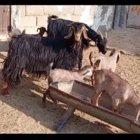 بز کهره دار ترکی جوان در فیروزآباد