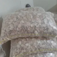 موسیر کوهی