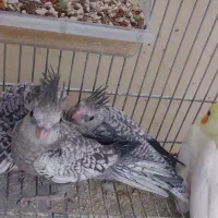 جوجه عروس هلندی