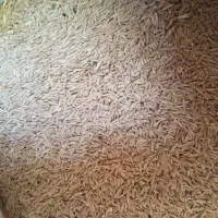 جو فروشی