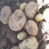 سیب زمینی فریدن|عمدهفروشی|داران, |دیوار