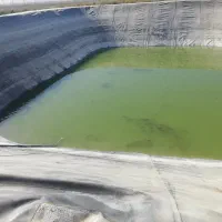 فروش ماهی کپور و آمور در استخر کشاورزی جهت طبخ