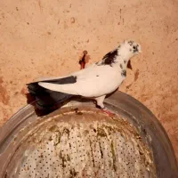 کبوتر|پرنده|کرمانشاه, |دیوار