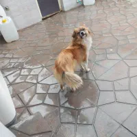 پامر اشپیتز