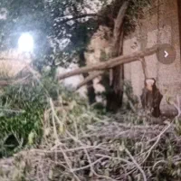 خریدار چوب مورت و کنار با بالاترین قیمت ۱۳تومان