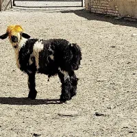 بره قوچی