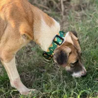 واگذاری رایگان سگ بومی|سگ|رشت, گلسار|دیوار