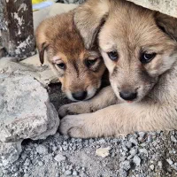 توله سگ دوماهه پیتبول دورگ