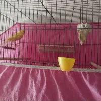 قناری نر رسمی کشیده خوش قواره