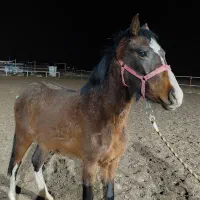 کره مادیون یک سر خارجی