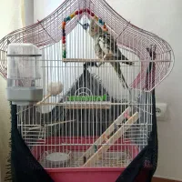 عروس هلندی با قفس