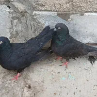 کفتر زینتی قدیمی|پرنده|محمدشهر, محمدشهر|دیوار