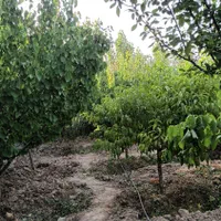 فروش باغچه ۷۰۰ متری|فروش زمین و ملک کلنگی|تهران, باغ فیض|دیوار