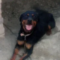 رتوایلر ،توله