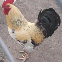مرغ وخروس