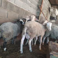 بره نر لاروف مناسب برای تخمی و اصلاح نژاد