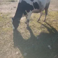 فروش تلیسه ابستن