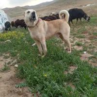 سگ.گله|سگ|باسمنج, |دیوار