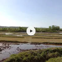 زمین کشاورزی 4600مترقاضیان